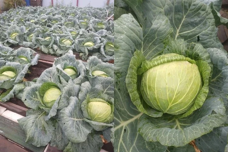 Продам капусту (сорт Мегатон). Цена 80 руб./кг. Самовывоз мкр. Царский, возможна достав...