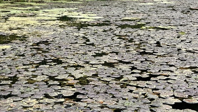 Мониторинг биологов СГУ показал успех возвращения водяного ореха в среду обитания