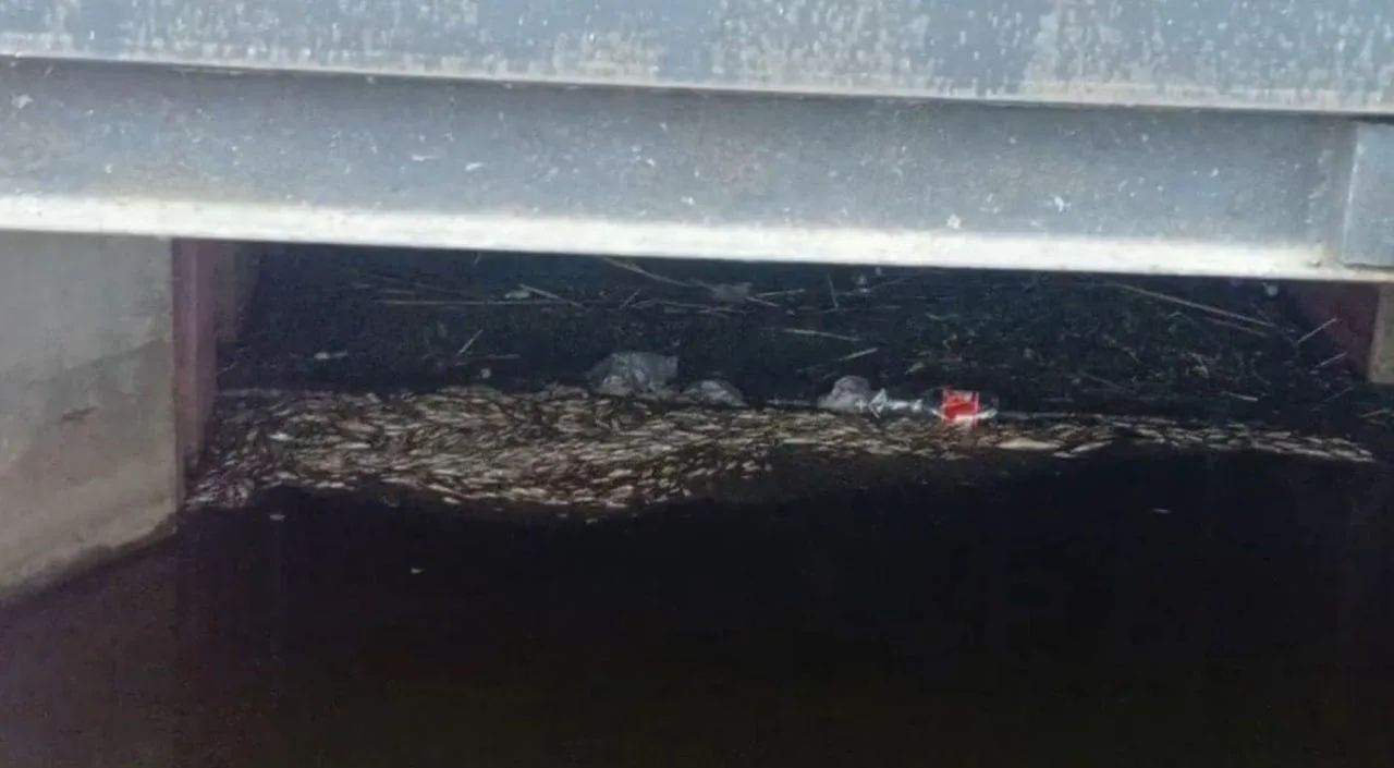🐟 В Удмуртии проверяют Камбарский пруд после массовой гибели рыбы