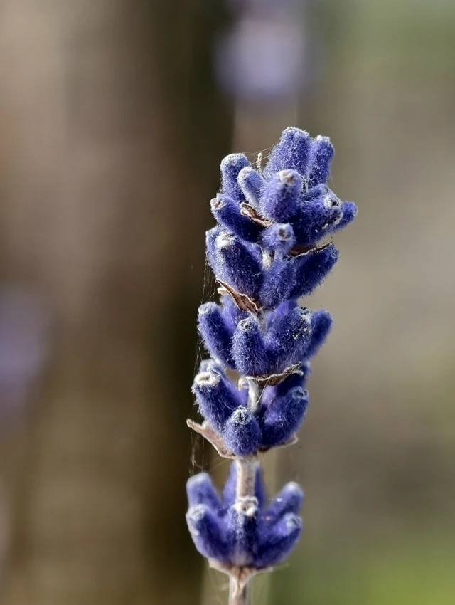 ПРЯНО‑АРОМАТИЧЕСКИЙ ПРОФИЛЬ ЛАВАНДЫ УЗКОЛИСТНОЙ (LAVANDULA ANGUSTIFOLIA) КАК ЧАЙНОЙ СПЕЦИИ

Лаванда 