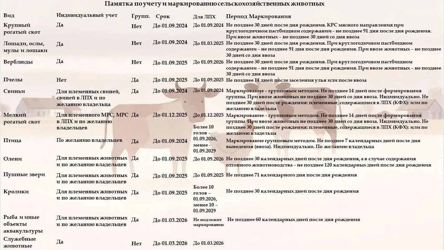 🐑 На изображении представлена памятка с графиком обязательной маркировки и учета сельс...