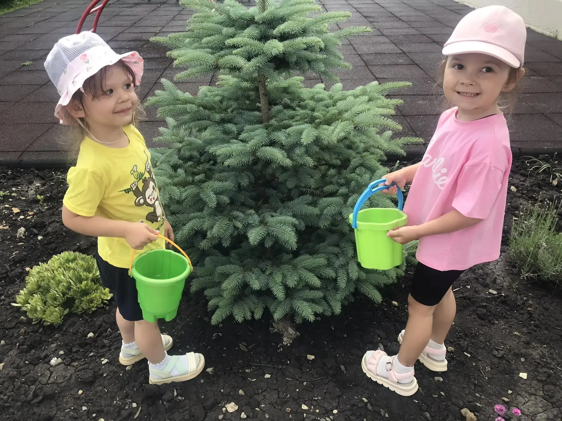 Голубая ель – гостья из далеких гор на нашей экологической тропе 🌲

Как же её узнать?👀
Наши дети з