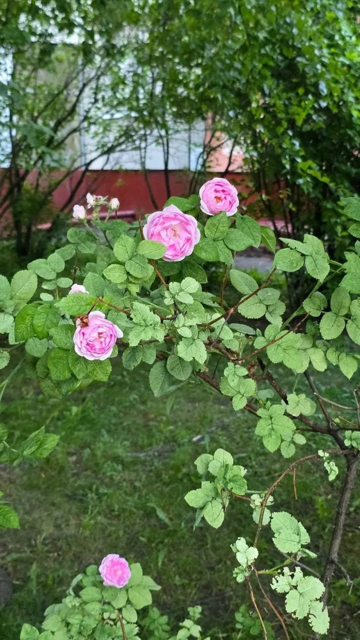 🌹 Жители делятся цветущим Жулебино