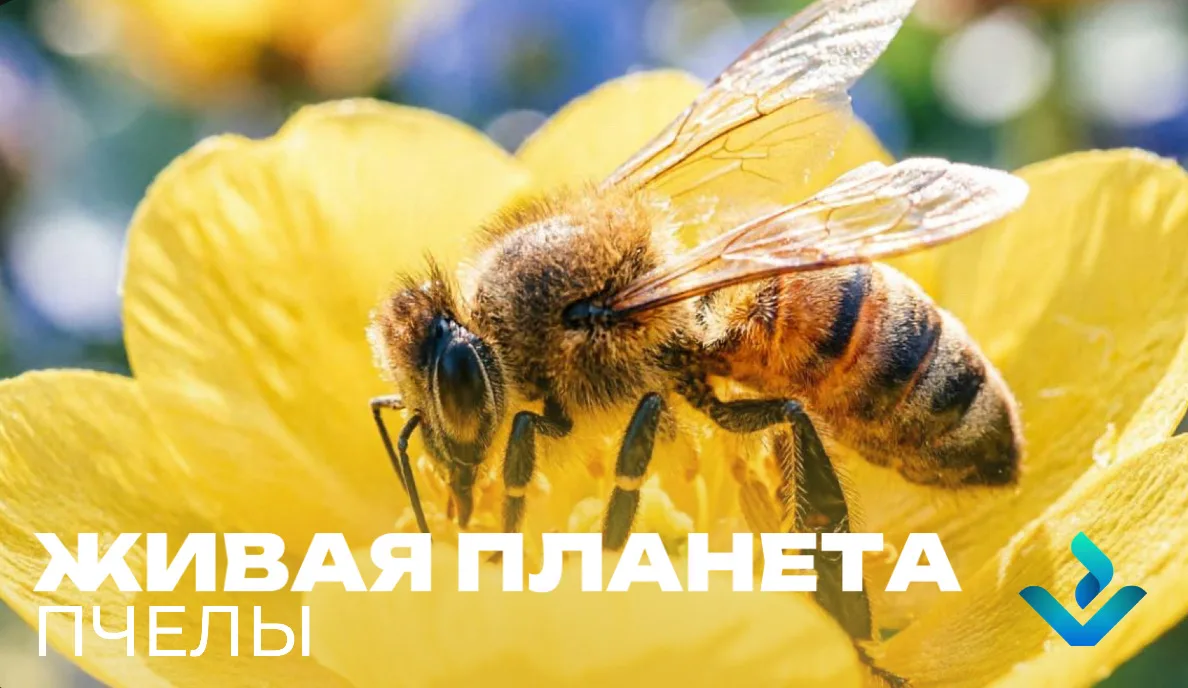 🐝 ЖИВАЯ ПЛАНЕТА: Пчёлы  Первомай — праздник весны и труда. А кто в природе трудится не покладая лапо