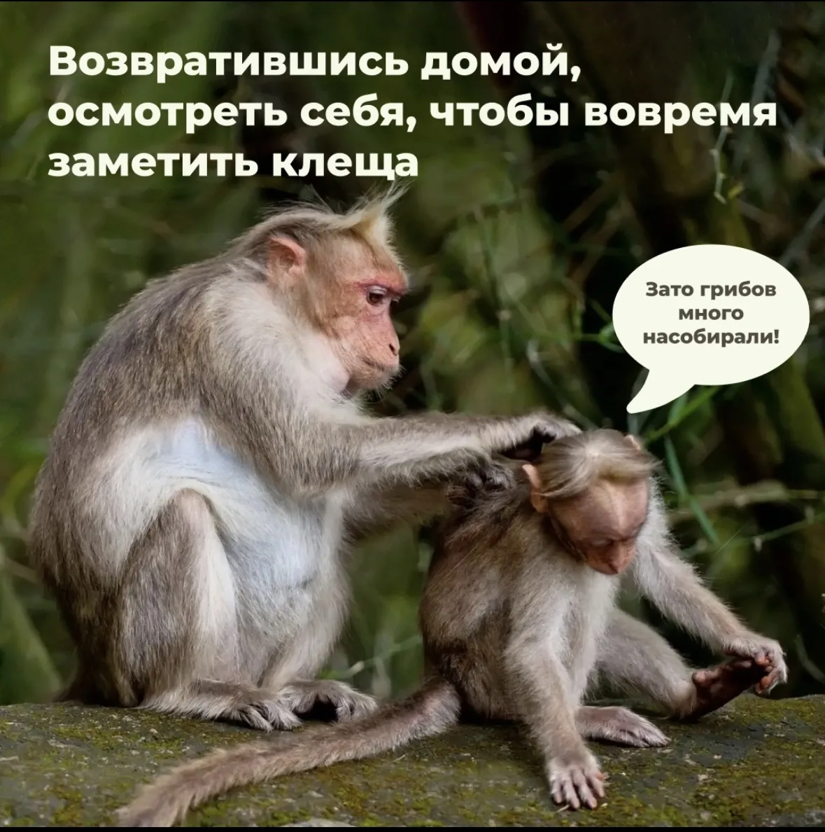 Не стоит недооценивать угрозу: клещи активны и повсюду. Узнайте, в каких местах они обитают, как изб