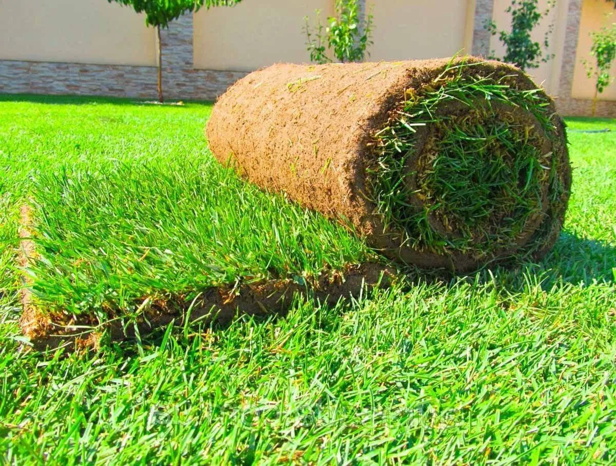 Рулонный газон🌱