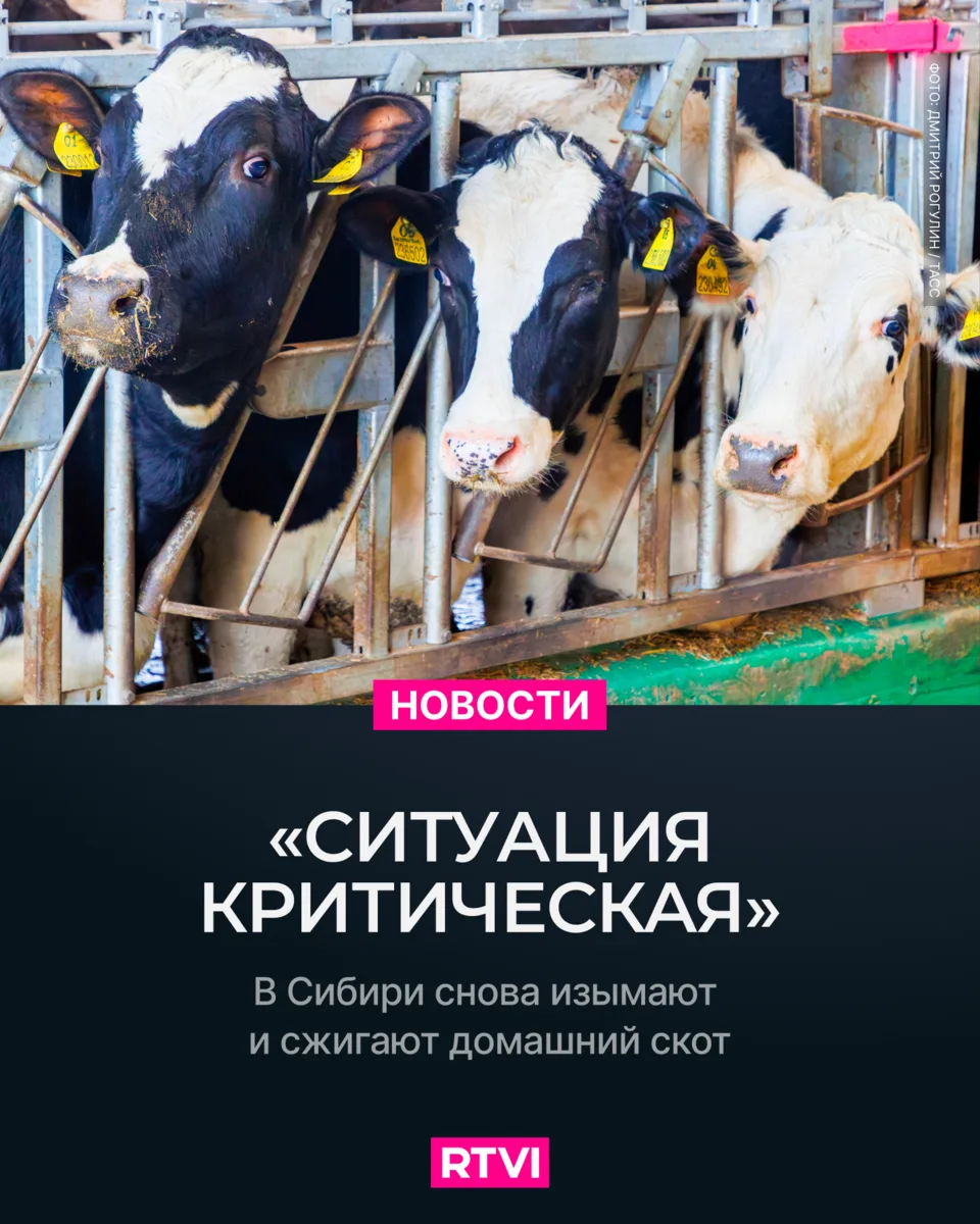 В Иркутской области ввели режим ЧС и изымают домашний скот из-за болезни.