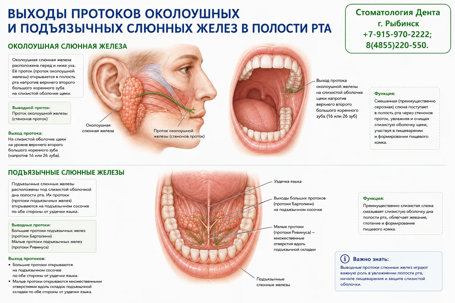 Почему зубной камень чаще всего образуется именно в этих местах?
🦷 Выходы протоков слюнных желез и 
