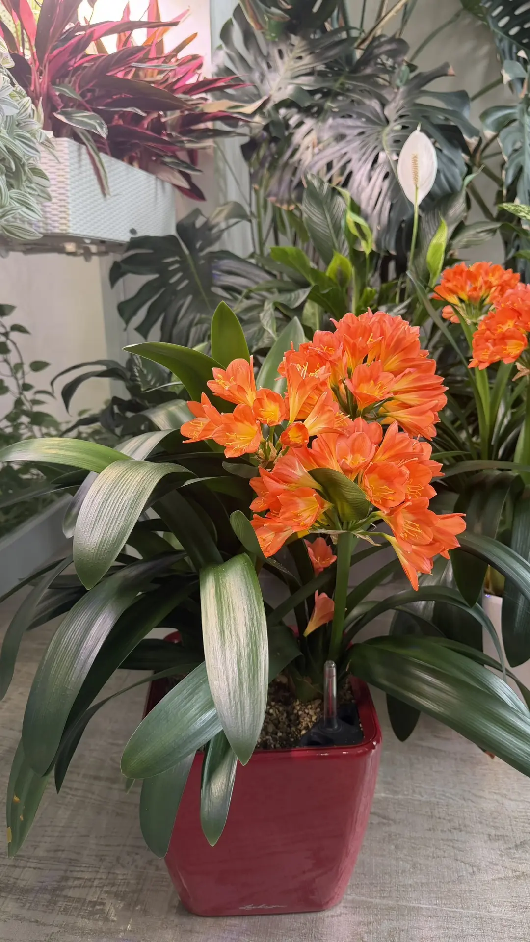Доброе утро 🌞 
Не цветет Кливия уже несколько лет, что делать?
Ну сначала надо вынуть растение из г
