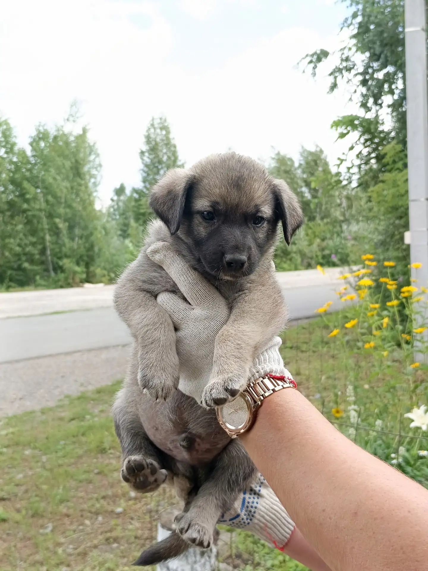 Пять чудесных мальчишек ищут дом и хозяев!