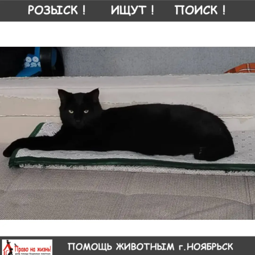 Потерялась кошка в районе Советская 64, крупная. Если кто увидит, позвоните пожалуйста ...