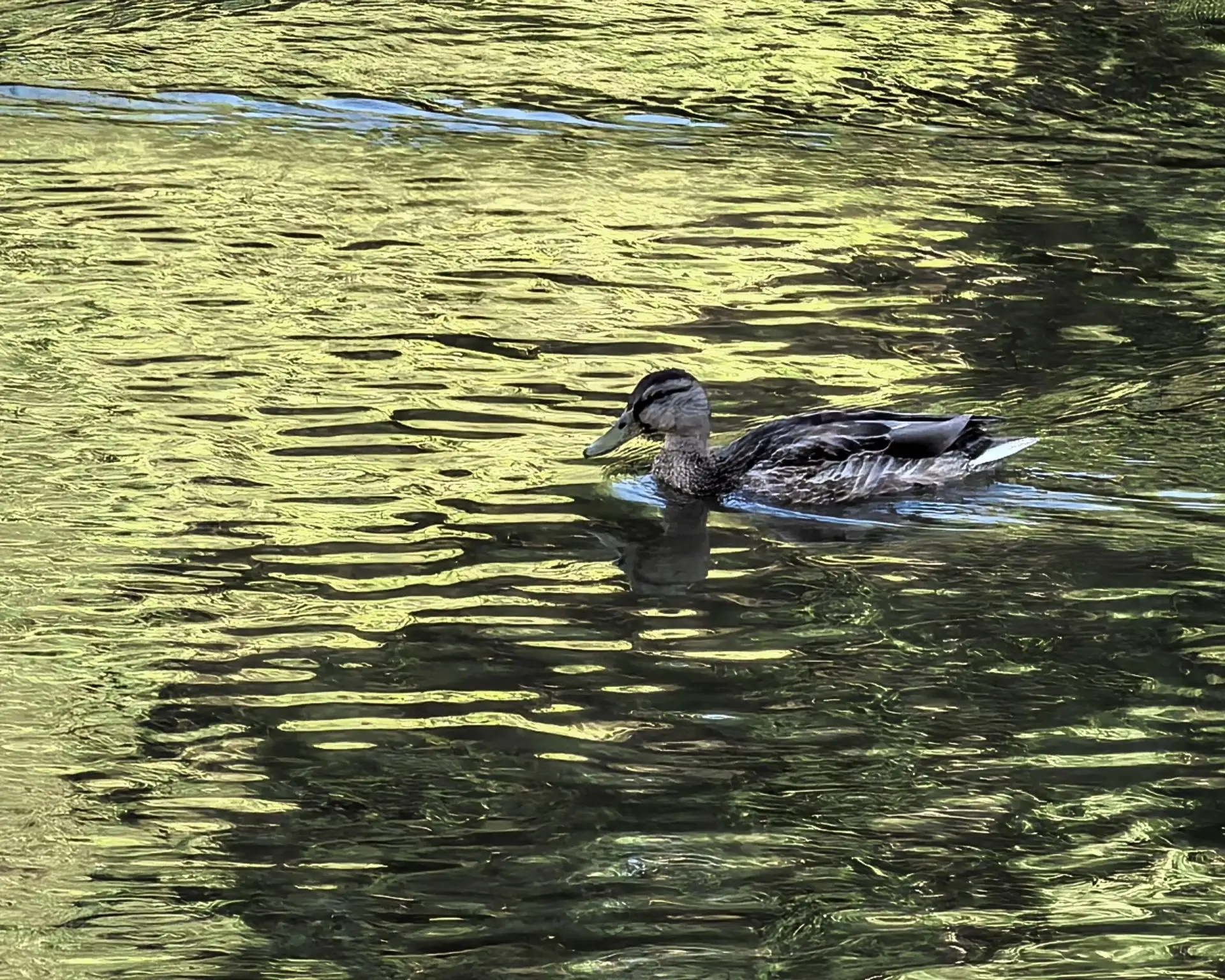 🦆 Пруд, озеро или стоячая вода: почему после купания появляется сыпь и зуд?