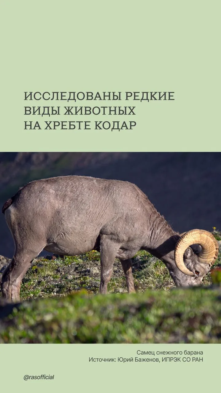 На хребте Кодар изучают редких животных — снежного барана и черношапочного сурка. Эти краснокнижные 