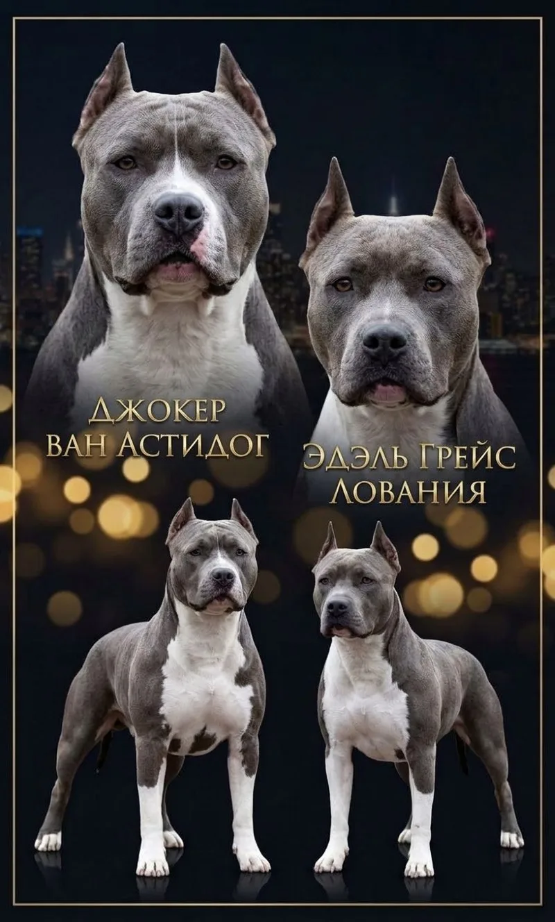 Щенки АСТ шоу-класса из питомника «Берлога кота Скуфа». Голубой окрас!