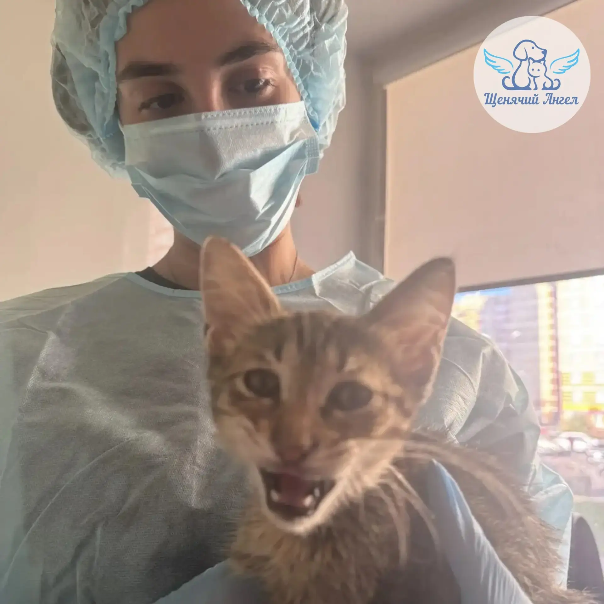 🙏🏻🐾 БЛАГОДАРИМ ЗА СПАСЕННУЮ ЖИЗНЬ: КОШЕЧКА МАРКИЗА 🐱🍀