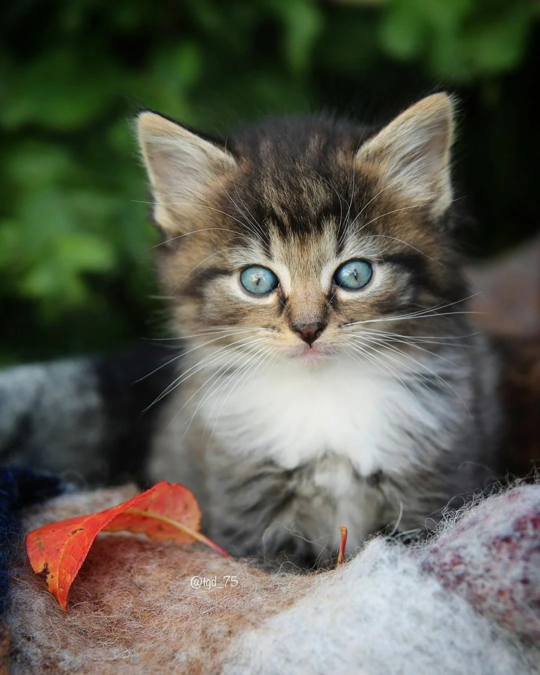 Осенний котик.
