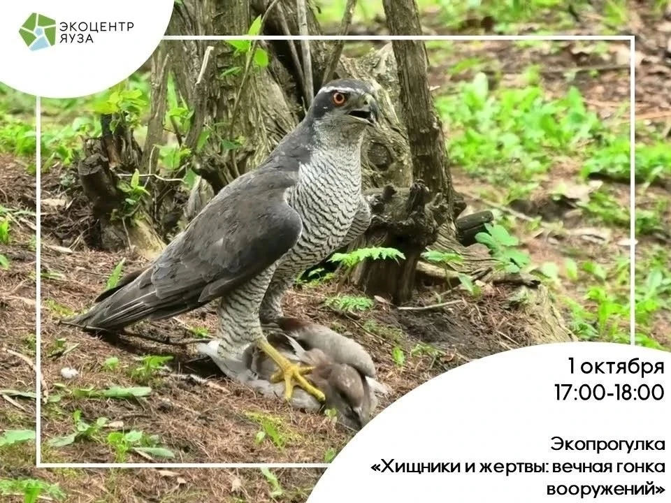 🦅Хищники и жертвы: вечная гонка вооружений