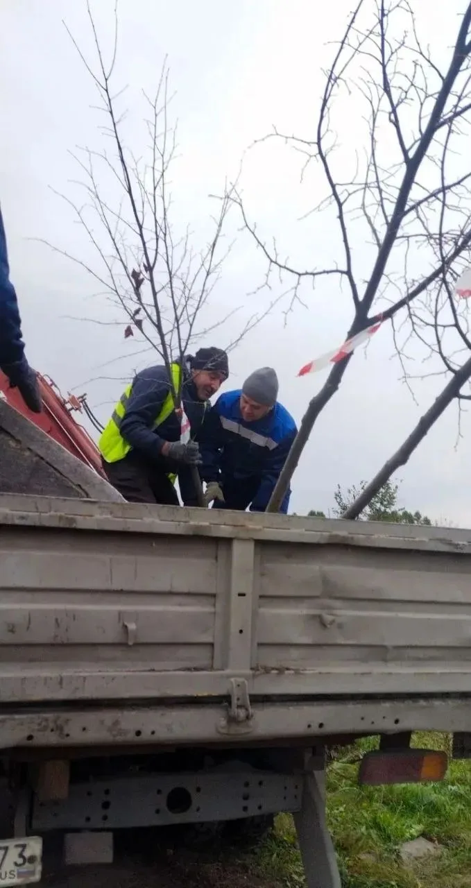 🌳 В Ульяновске готовят к посадке 70 молодых деревьев.