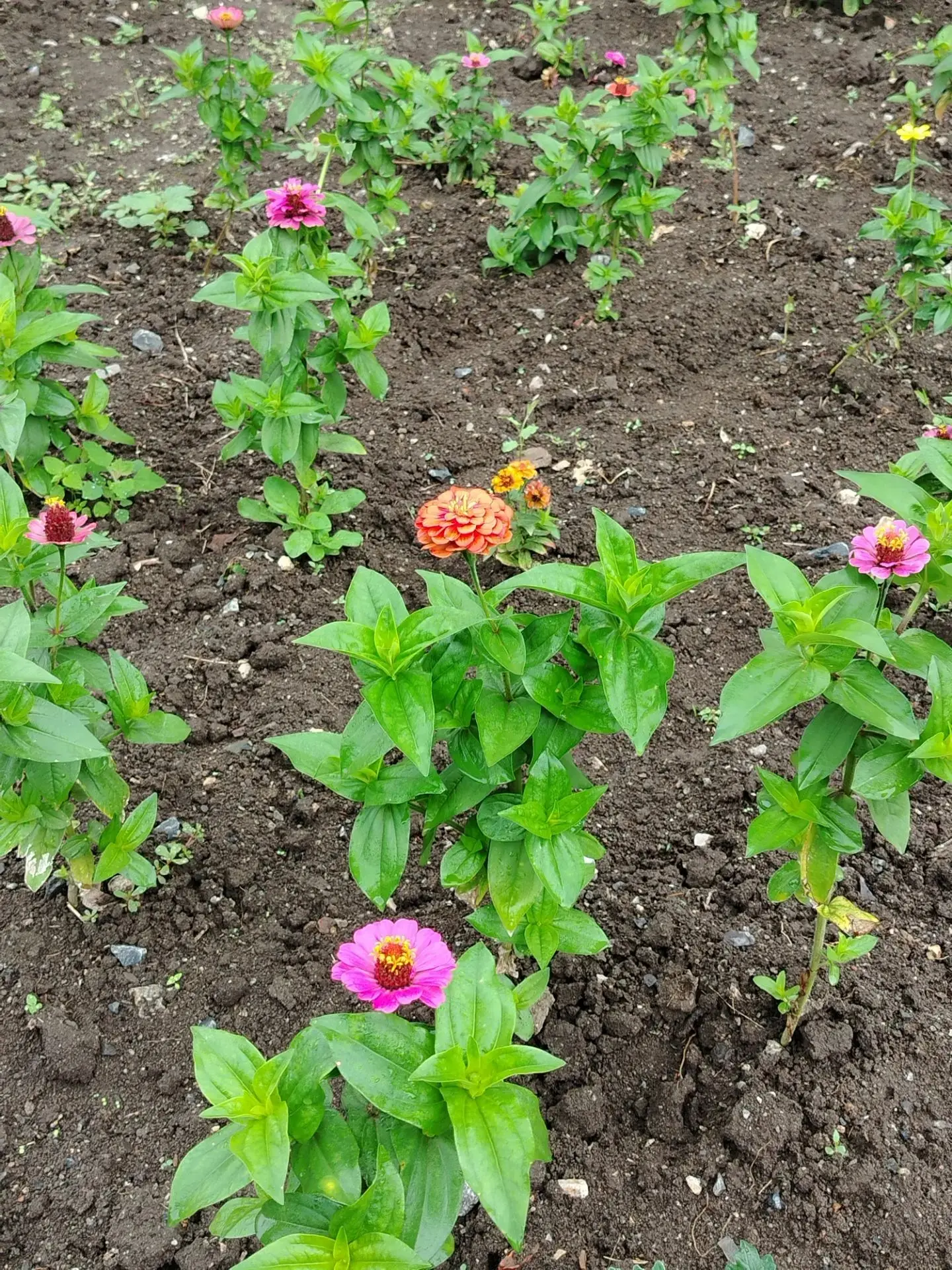 🌸 Школьный двор расцветает на глазах!

Наши клумбы начинают радовать первыми яркими красками. Петун