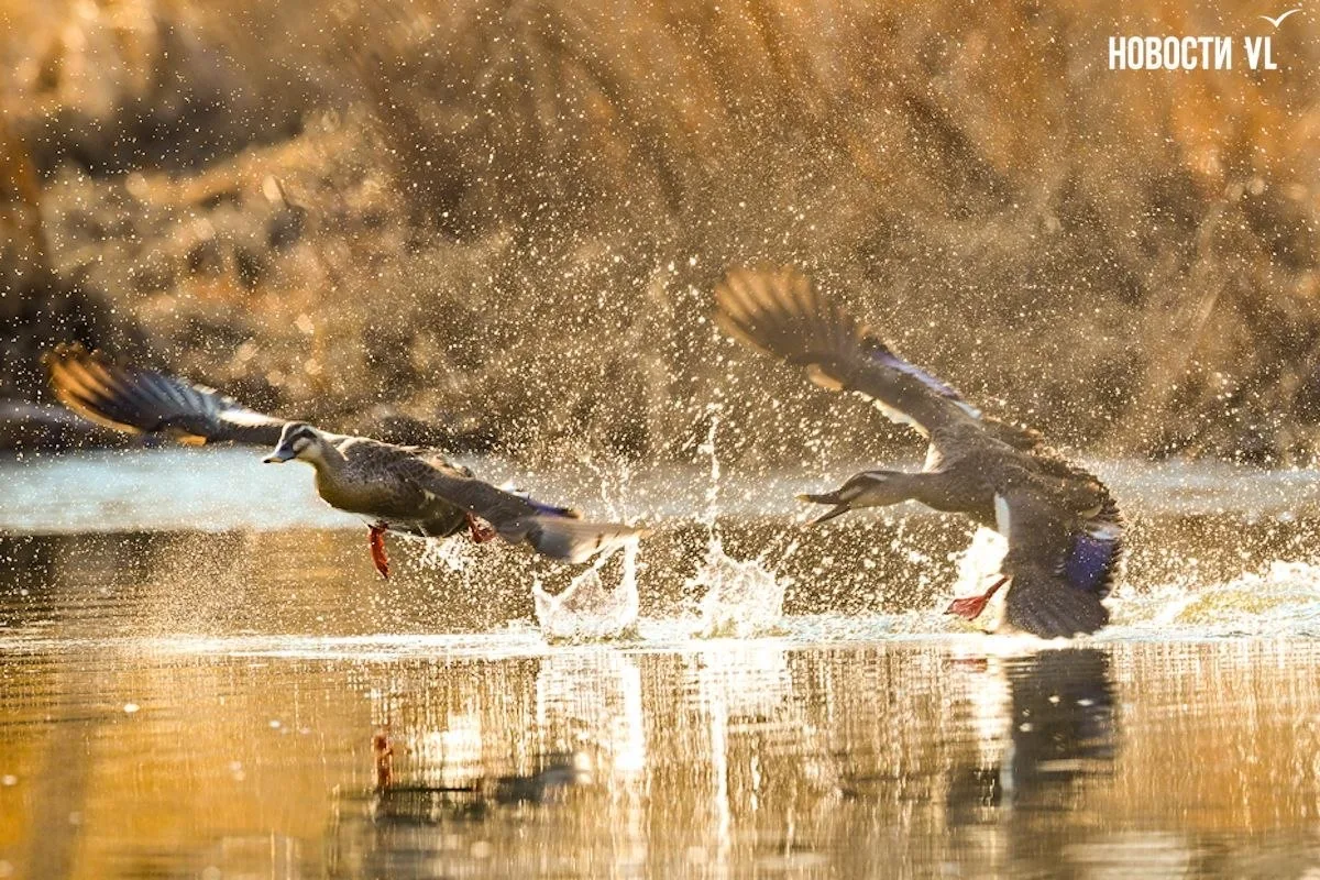 🦆💦 Ура, весна: в протоку Солёную вернулись утки-мандаринки  С началом весны яркие краснокнижные утки