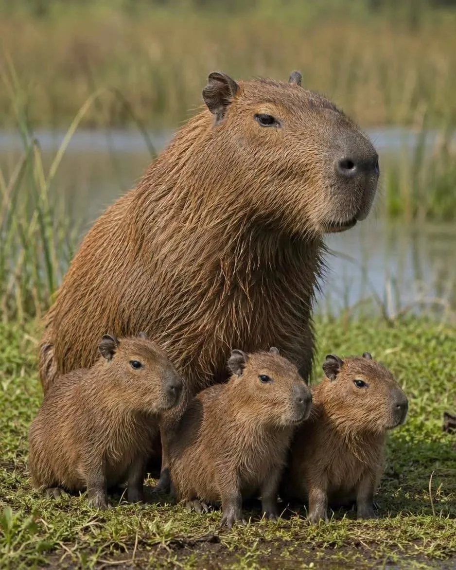 Капибара (Hydrochoerus hydrochaeris) — самый крупный грызун в мире, обитающий почти по ...