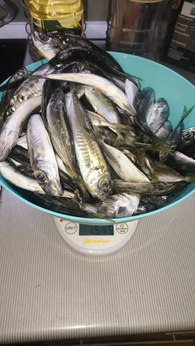 Ставрида на закате с причала: Чёрное море, с.Дивноморское 1,5 кг. с 18:30-20:00 Снасть: самодур ... 