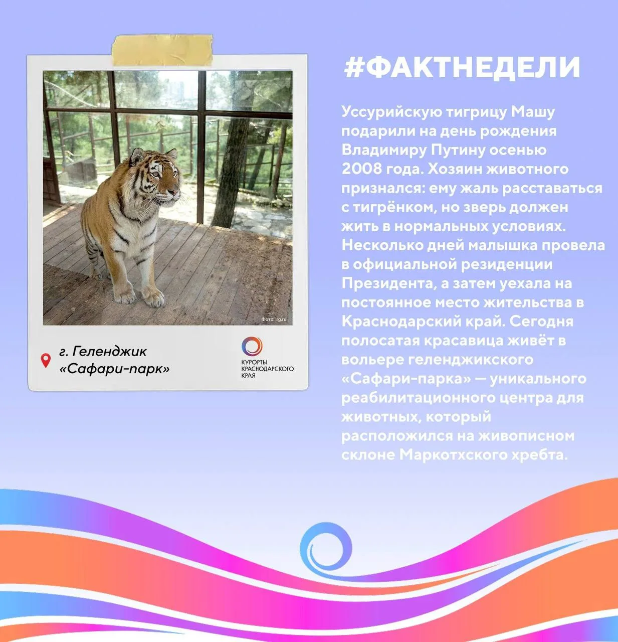 🐅 Интересный факт: Краснодарский край стал домом для одной из самых знаменитых тигриц в мире! Уссур