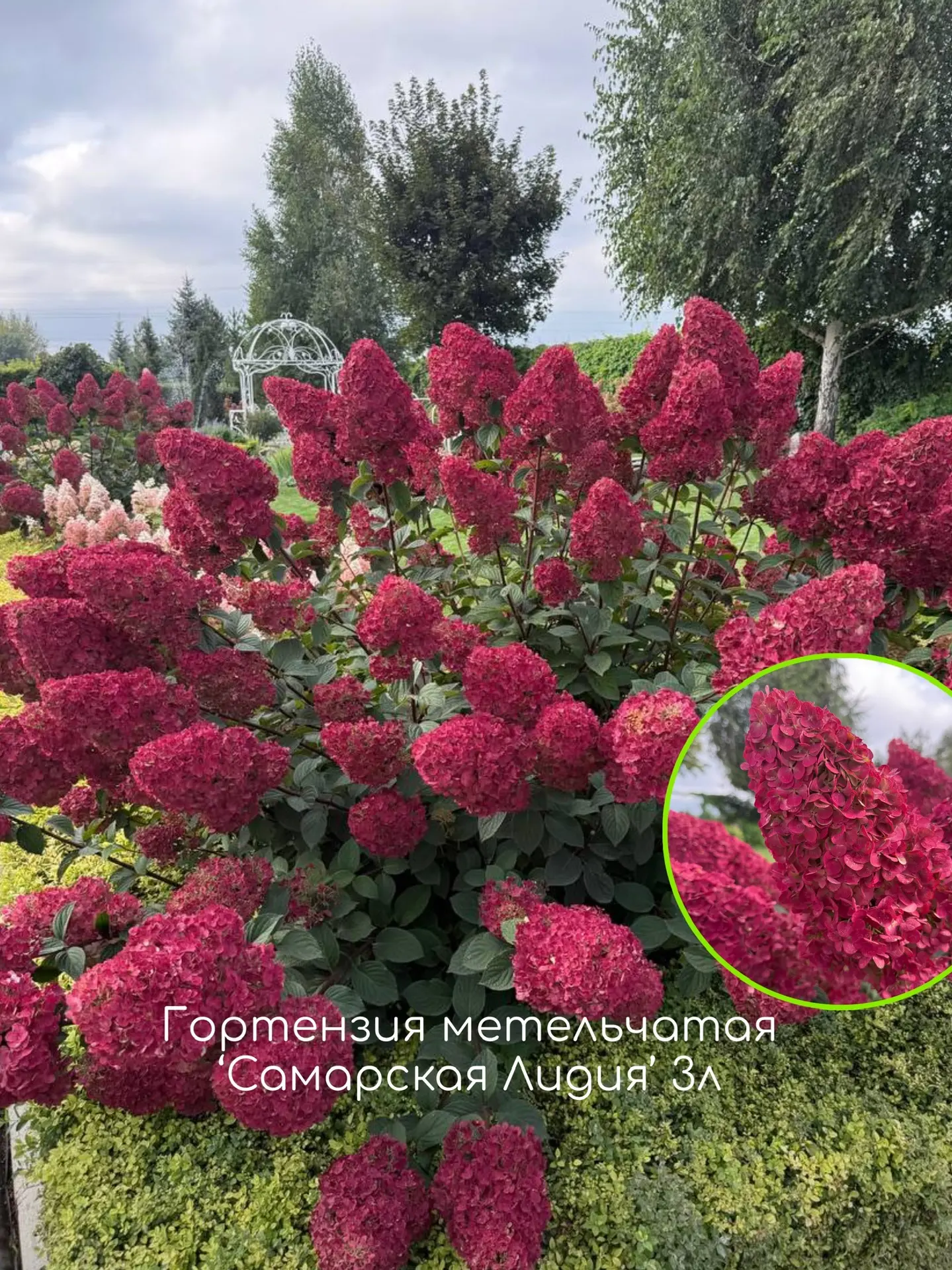 Гортензии в наличии в РОСТОВСАД ⠀ Потеплело, земля прогрелась и сажать можно! У нас в наличии самые 