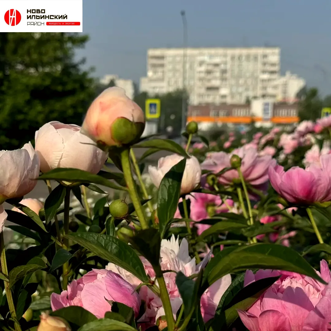 Доброе утро!☀️

Вот и наступила новая рабочая неделя - летняя, солнечная и полная возможностей! Поне