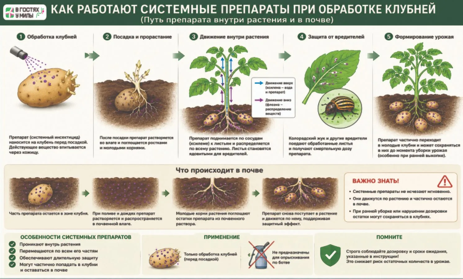 Сто раз подумайте, прежде чем обрабатывать картофель перед посадкой
Посмотрите на карточку выше 👆
М