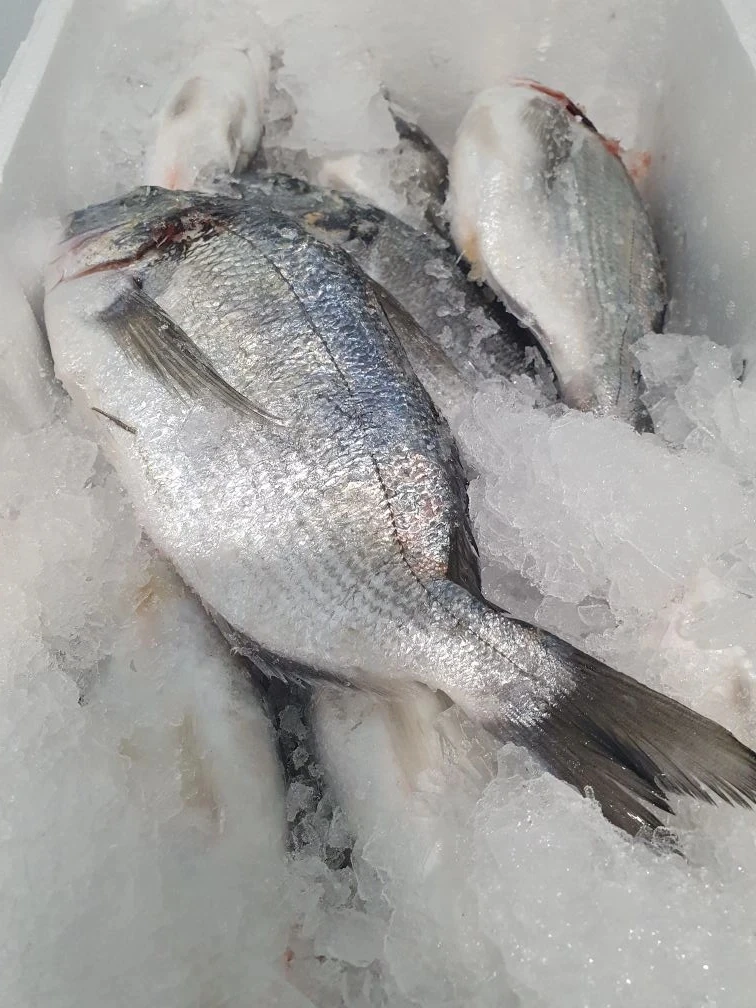 ДОРАДА охлаждённая сегодняшнего прилёта🔥
Уже в магазинах.

🐟 400-600г, 1460р/кг.

Магазины морских
