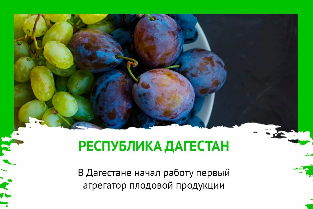 В ДАГЕСТАНЕ НАЧАЛ РАБОТУ ПЕРВЫЙ АГРЕГАТОР ПЛОДОВОЙ ПРОДУКЦИИ