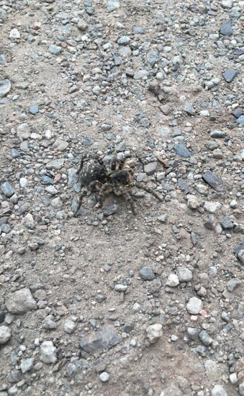 Приехал на коттедж в Дубовое, а там он 👆😱