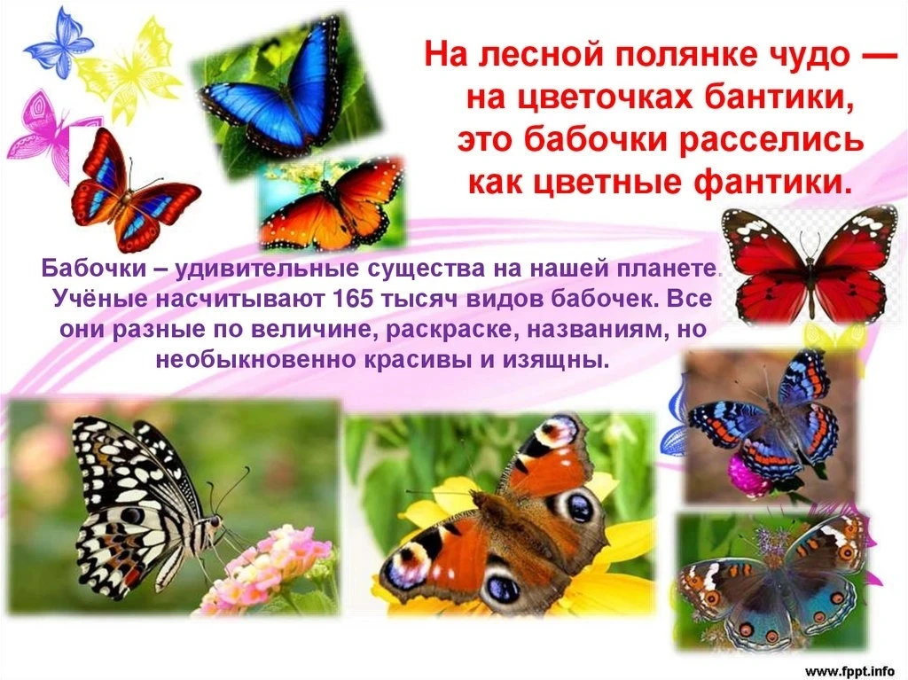 ✅19 июня - День бабочек.🦋🦋🦋 Бабочки – это создания невероятной красоты, довольно хру...