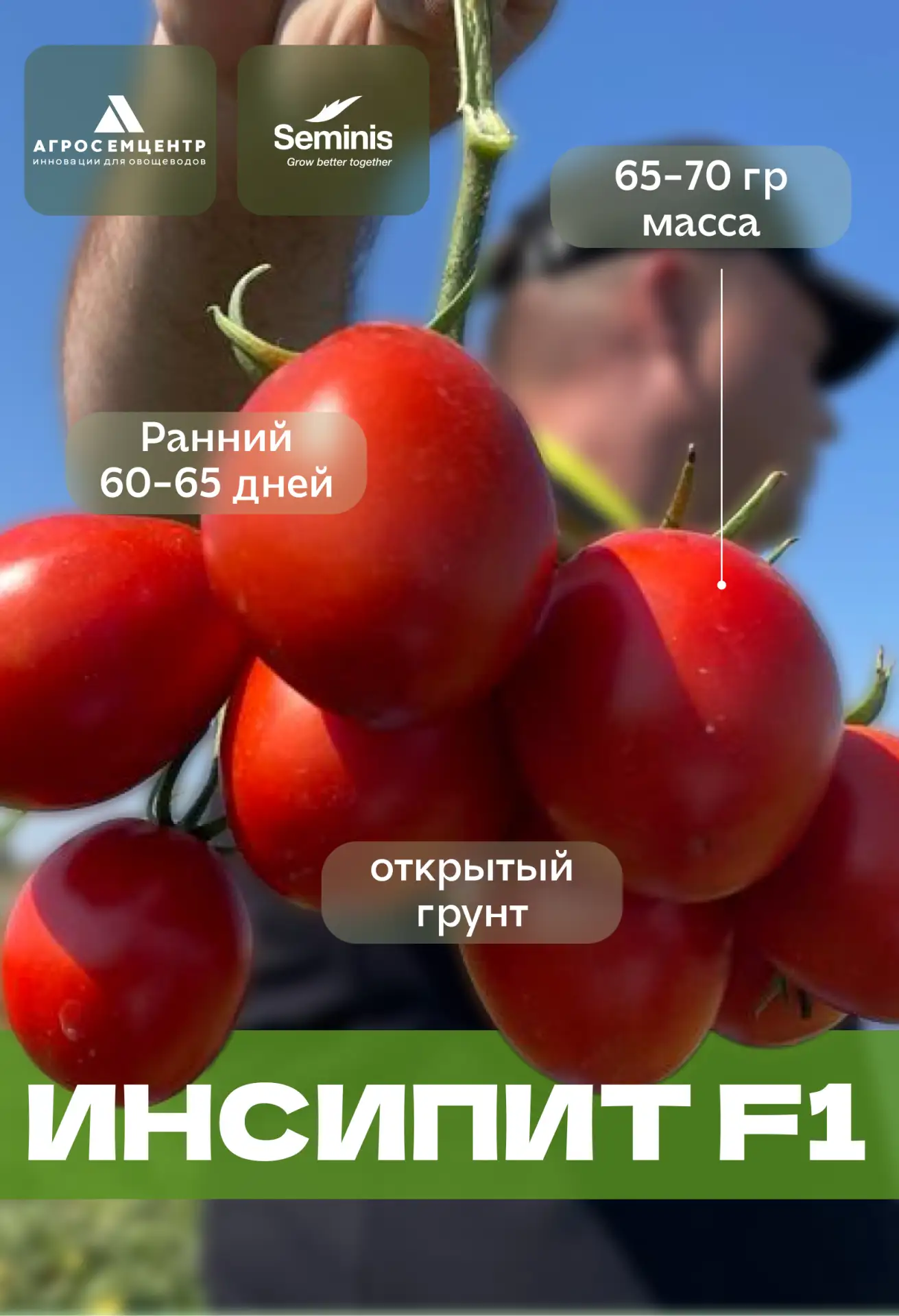 🍅Томат «Инсипит» F1: когда лень — двигатель урожая!