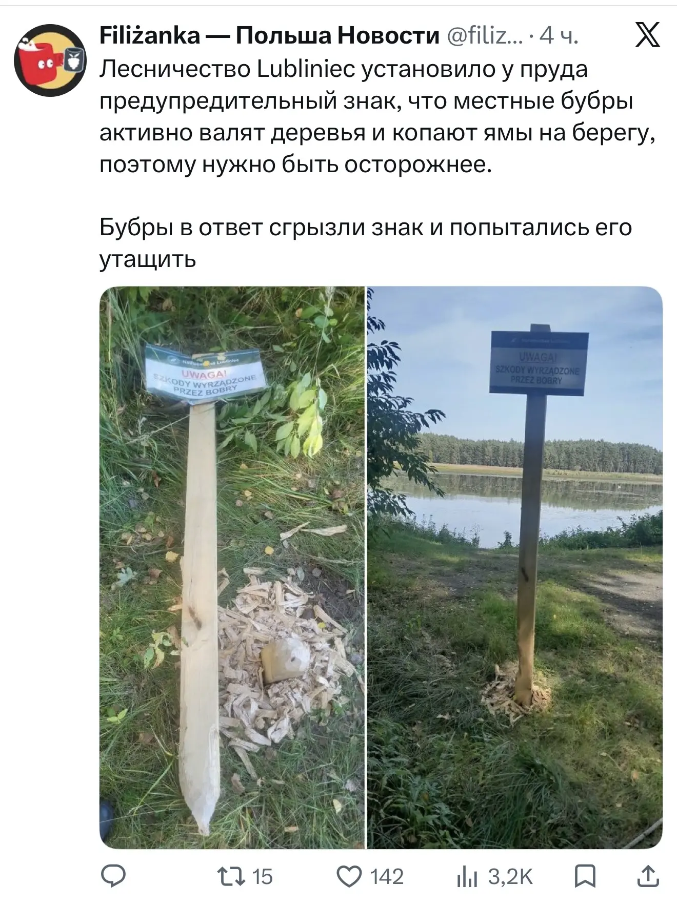 Курва бубры