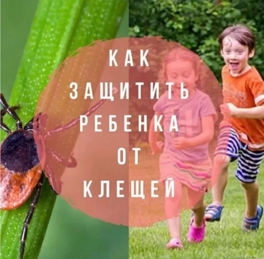 Лето — время прогулок, пикников и, к сожалению, активности клещей. Эти маленькие насекомые могут быт