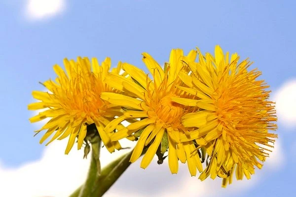 Всемирный день одуванчика🌼
