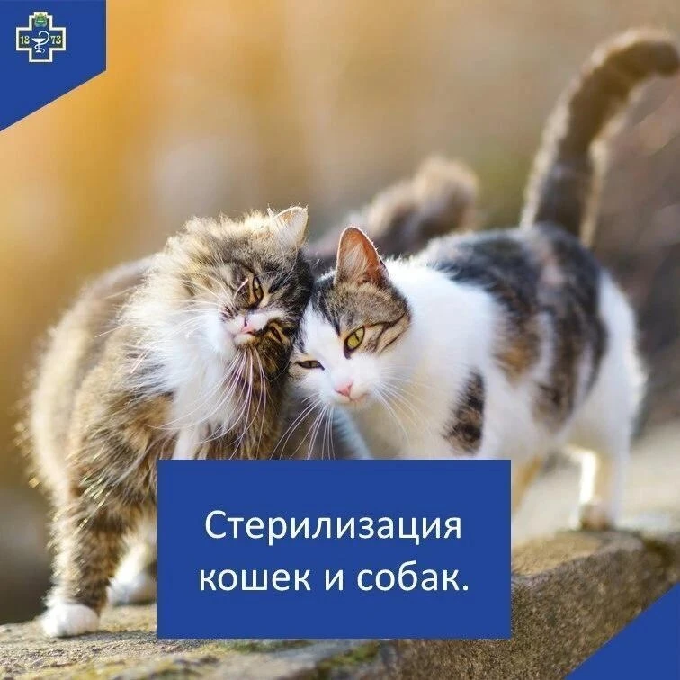 Стерилизация
Ветеринарные врачи рекомендуют кастрировать и стерилизовать питомцев, если вы не планир