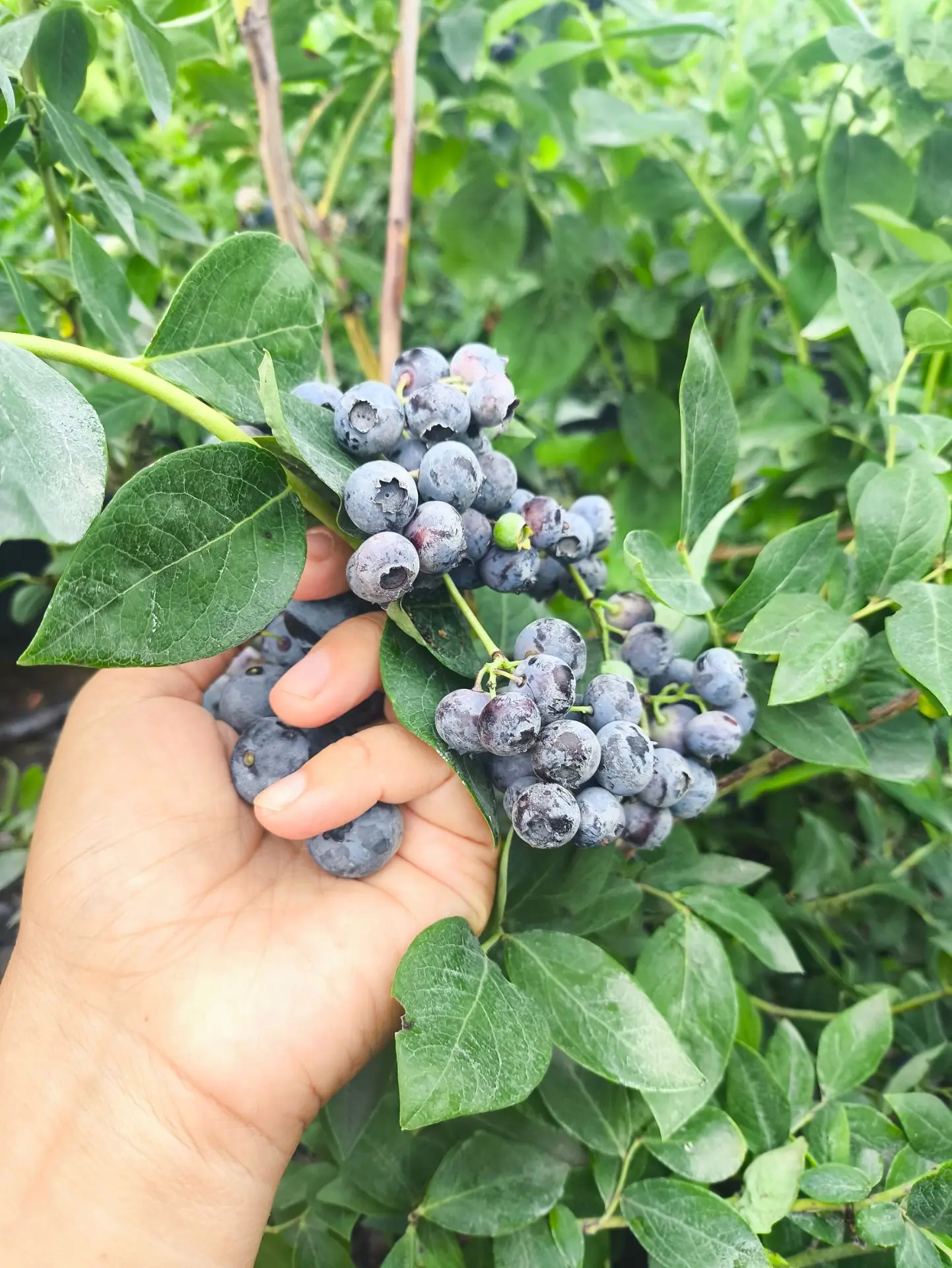 Друзья, ну как вы уже догадались😍 у нас очередная распродажа❤❤❤
Саженцы голубики, трёхлетка, всего 