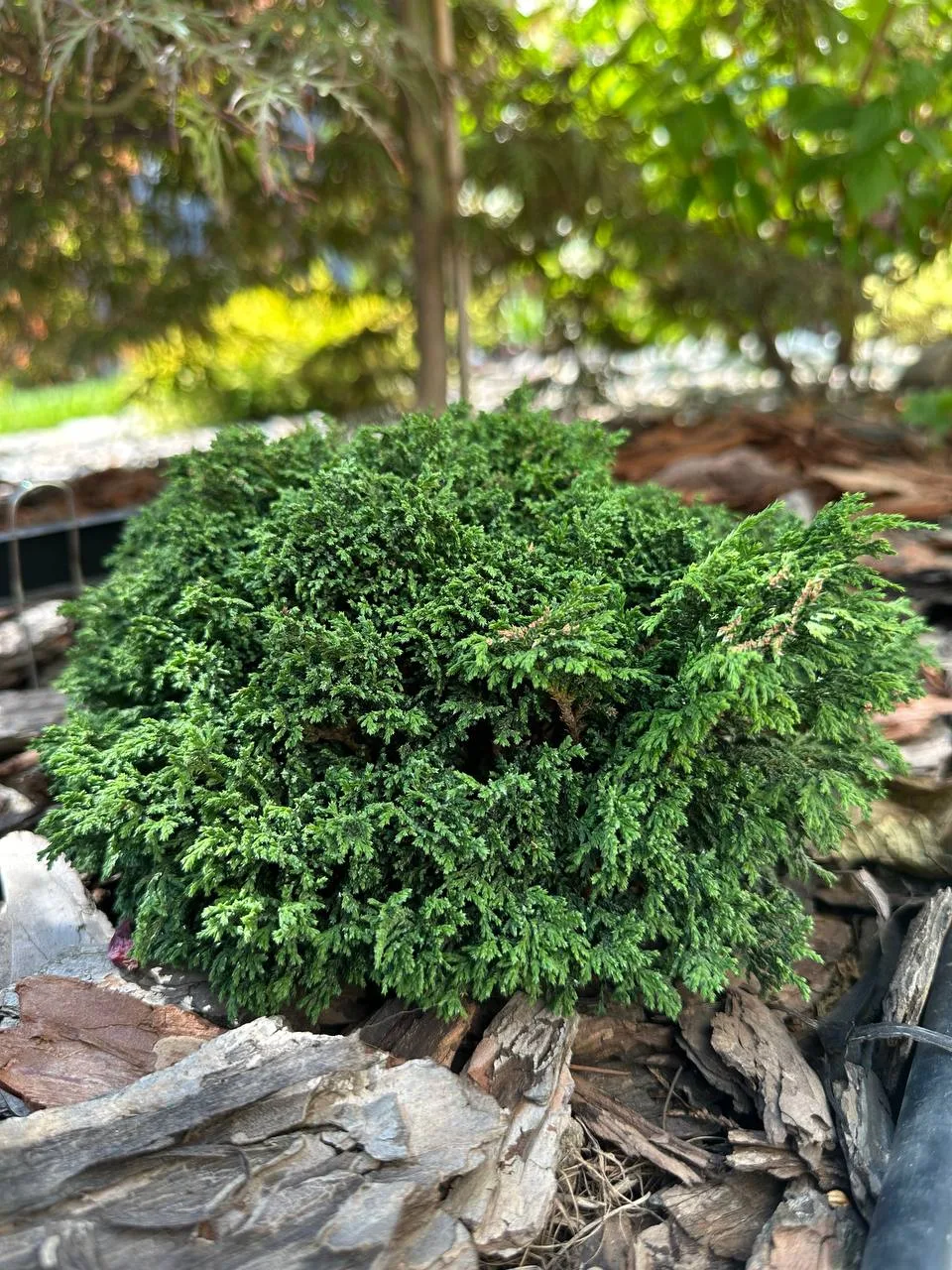 РАСТЕНИЕ ДНЯ

Chamaecyparis pisifera 'Hime-sawara'
Кипарисовик горохоплодный

Ставропольский край, г