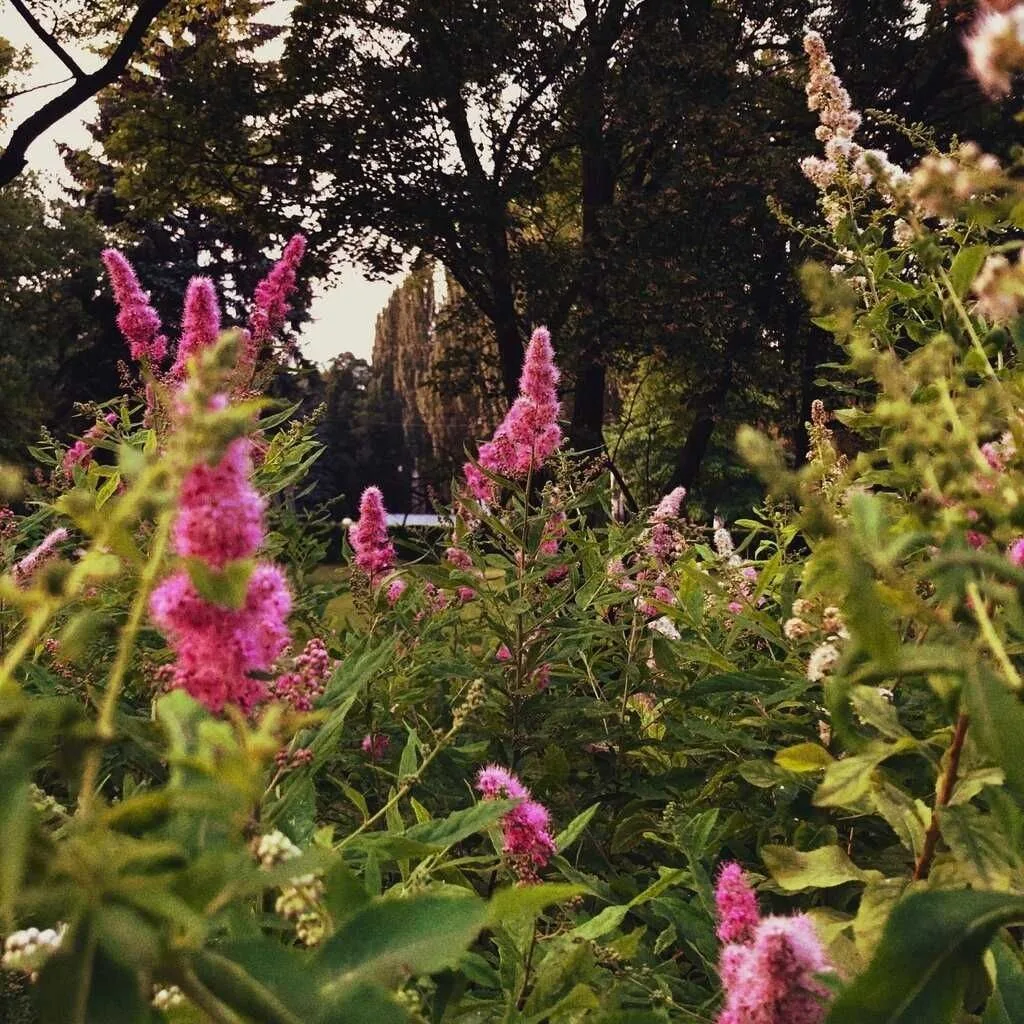 Последние краски лета. Розовые цветы наполняют воздух сладким ароматом. Теплый закатный...