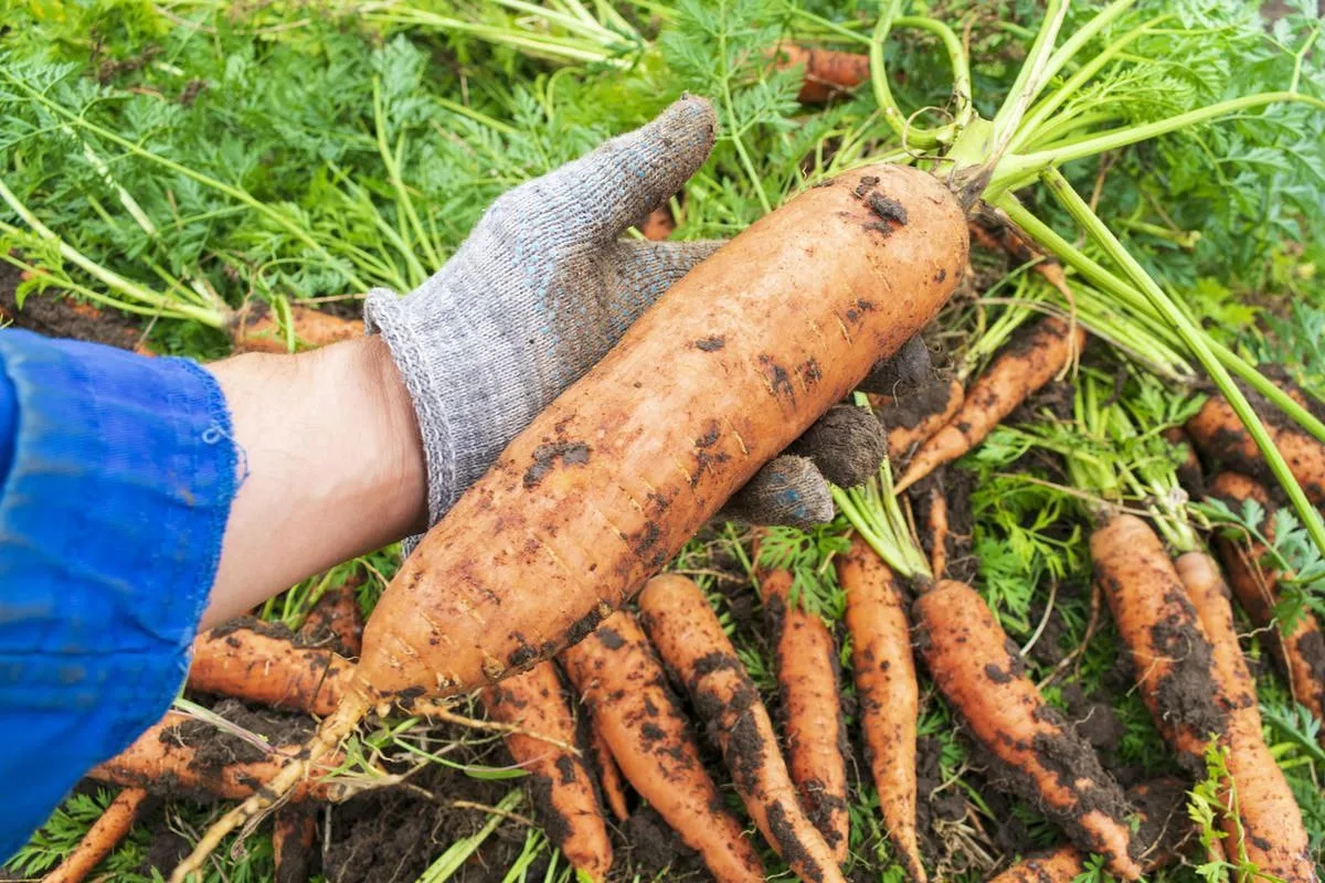Морковь🥕

Семена моркови покрыты щетинками, поэтому они легко слипаются в комочки. Перед посевом их