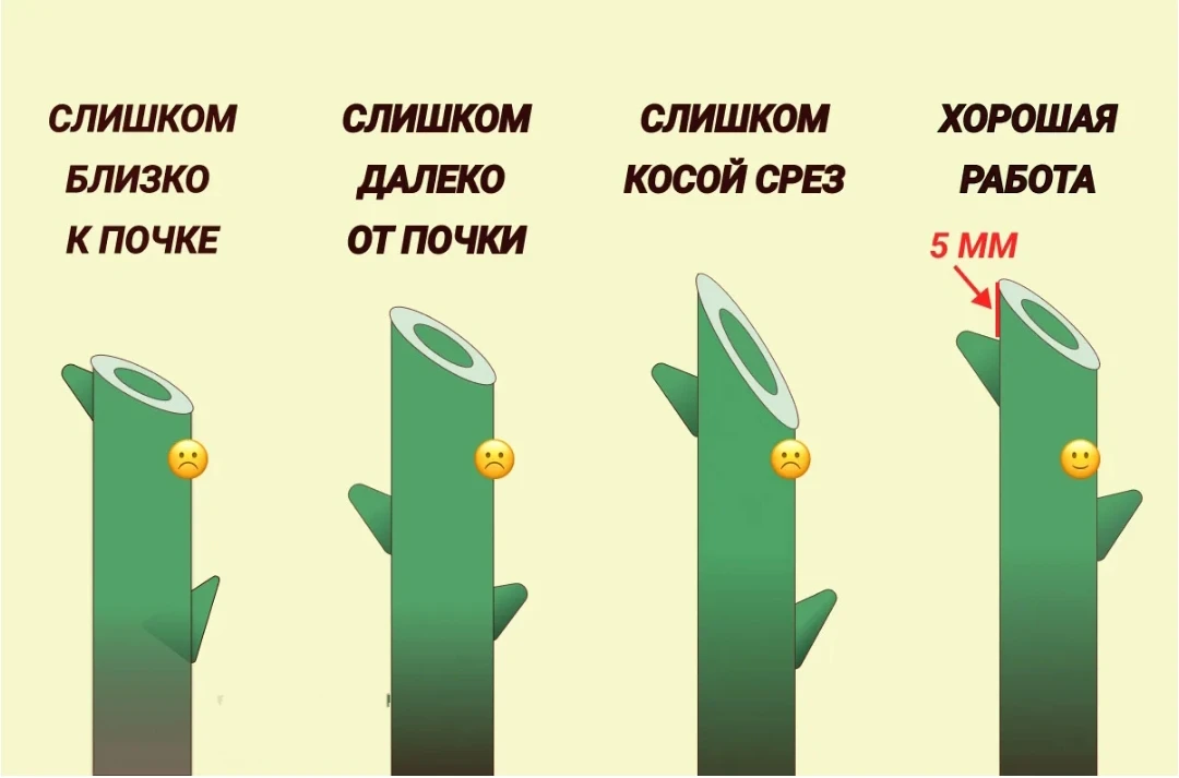 Со следующей недели начну убирать укрывной с роз и проведу обрезку.