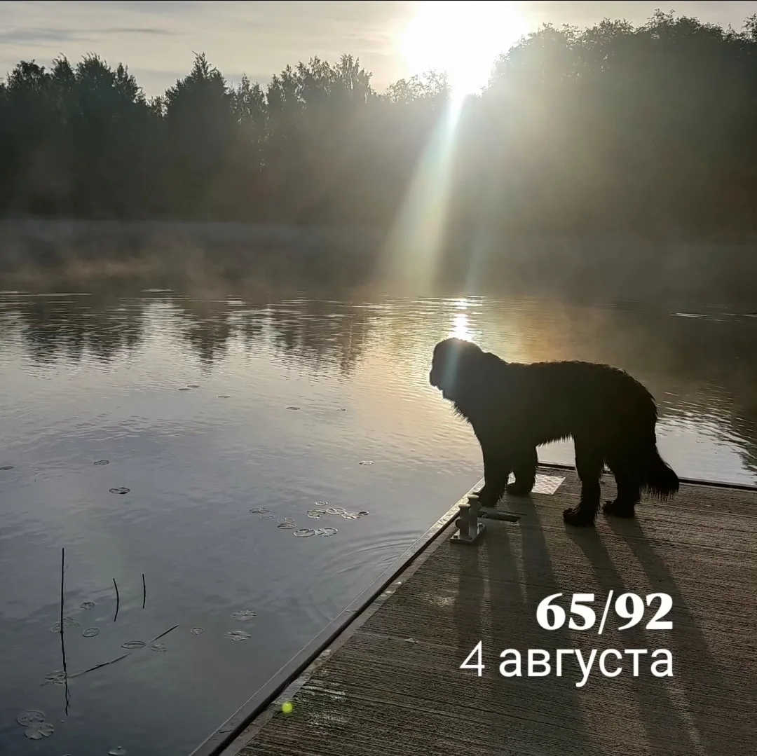Сегодня нашей собаке исполнился год. 🐾