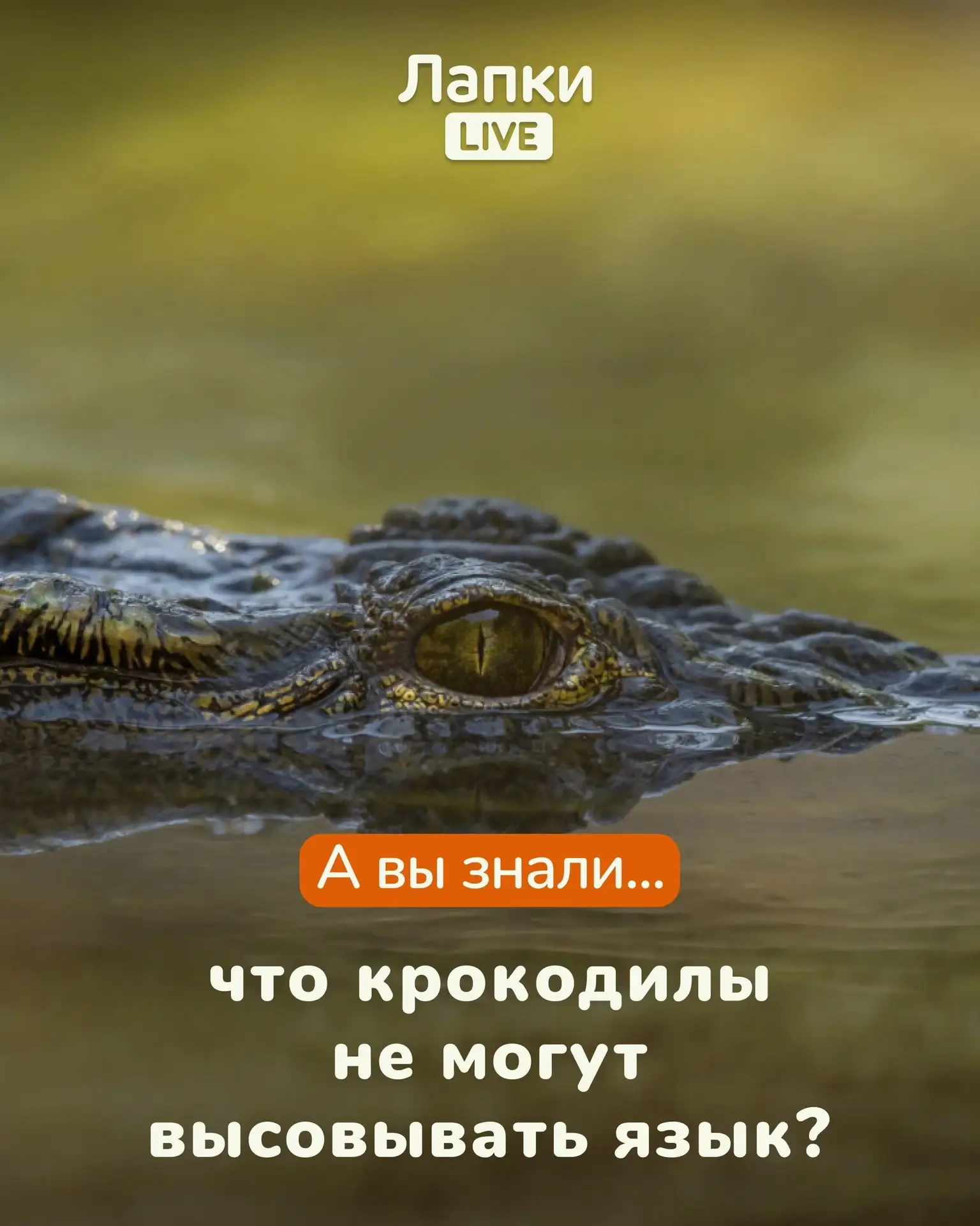📌 Удивительный факт: из-за особенностей строения язык крокодилов практически неподвижен. Он прикреп