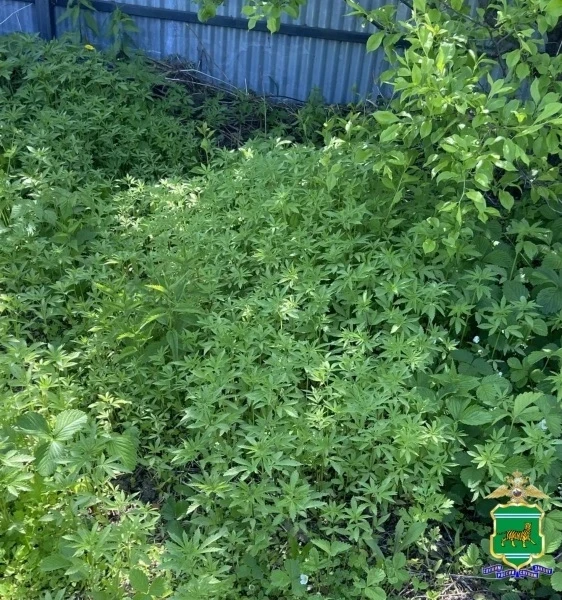 Свыше тысячи кустов конопли нашли на огороде у жительницы ЕАО

Cотрудники уголовного розыска уличили