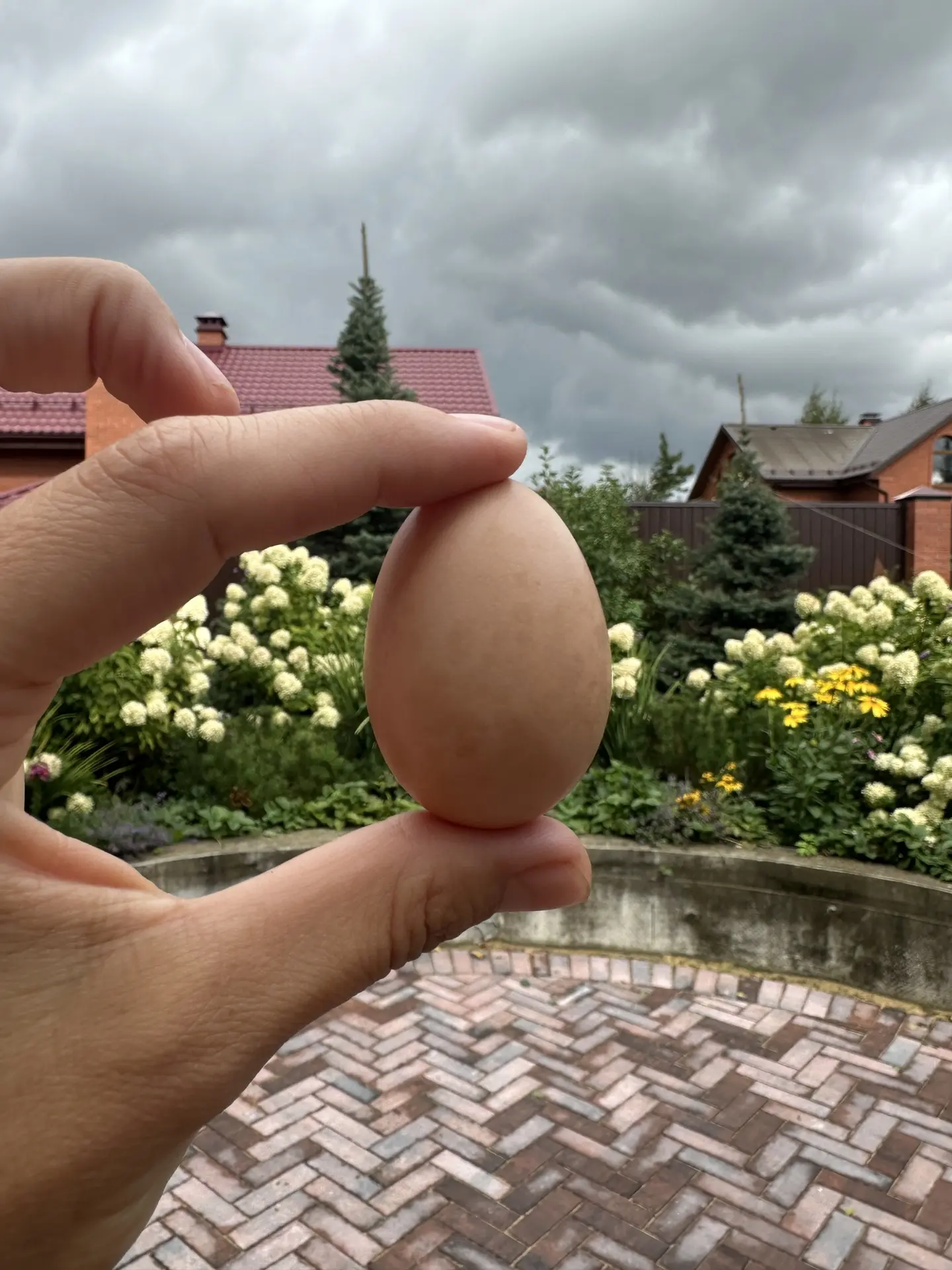 Первое яйцо!🥚 😃
