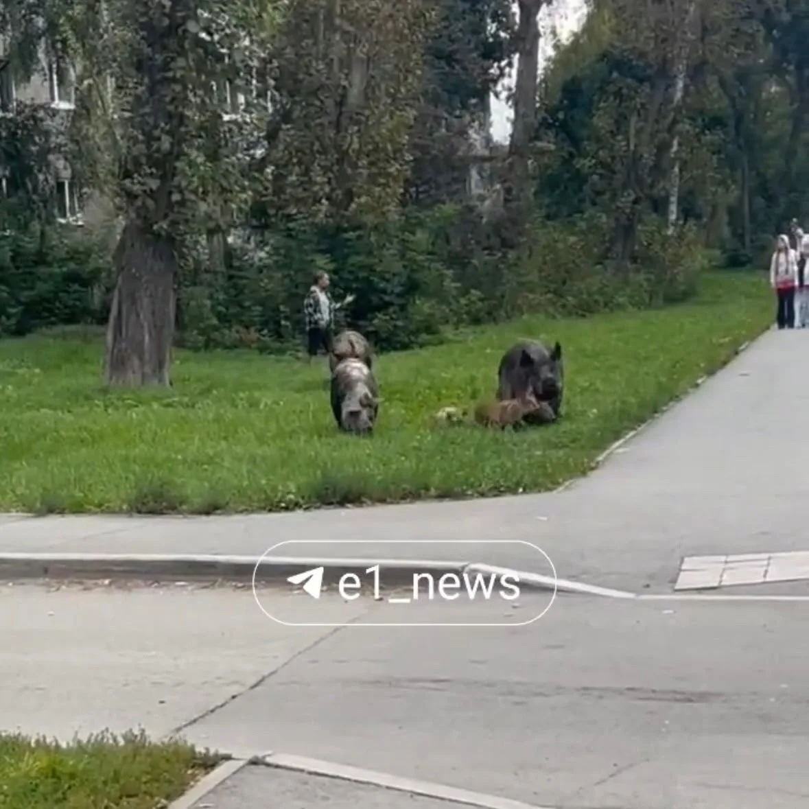 Собачки и кошки теперь не в моде... В Ревде выгуливают больших свиней.