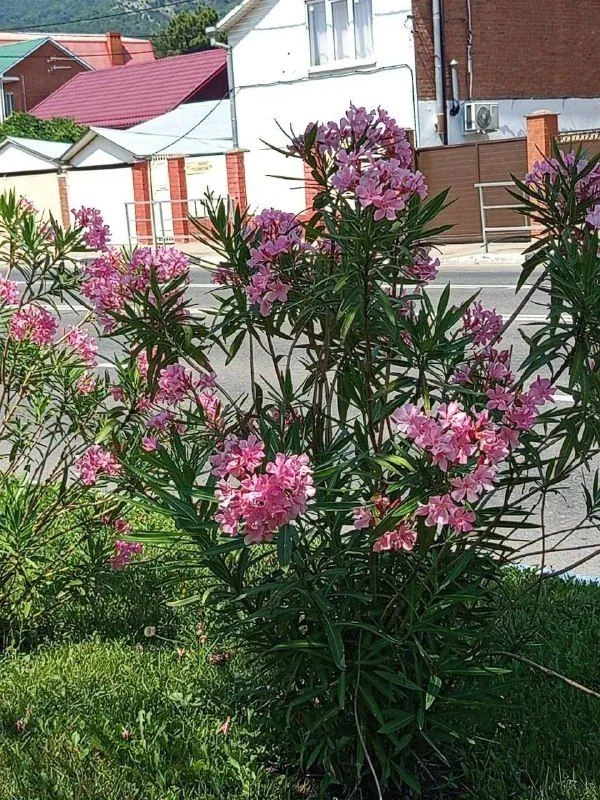 🌺